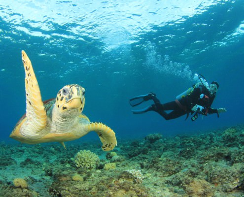 Red Sea Diving Holiday Packages
