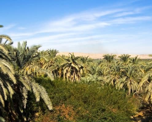 Bahariya Oasis Tour
