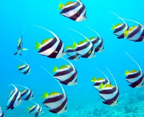 Diving in Taba