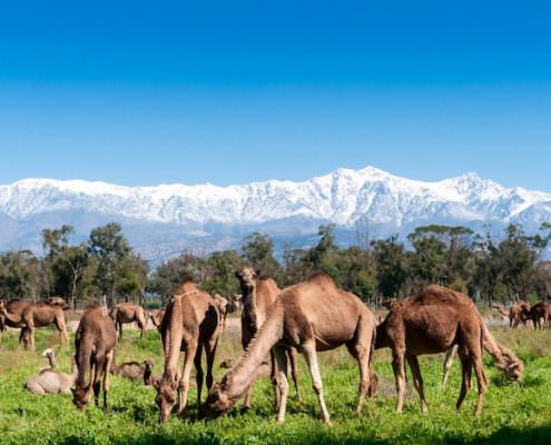 Morocco Tourist Attractions - Group of camels grazing on fresh pasture between the Atlas mountains and Sahara Desert in Morocco