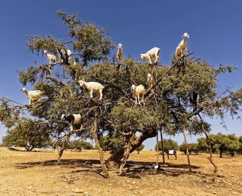Morocco Day Tours