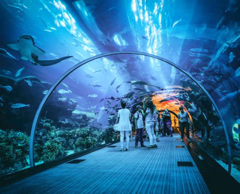 Dubai Aquarium and Underwater Zoo