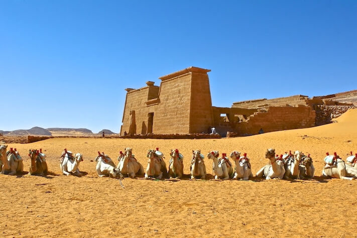 Viajes a Egipto - Camellos en el templo de Wadi al-Sabua