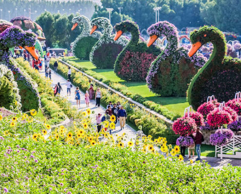 Flower swans in Dubai Miracle Garden