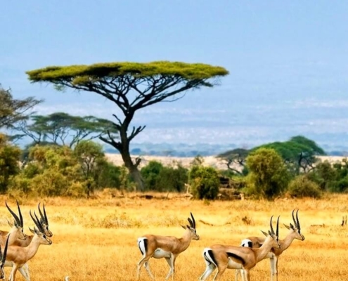 Africa and Middle East Tours