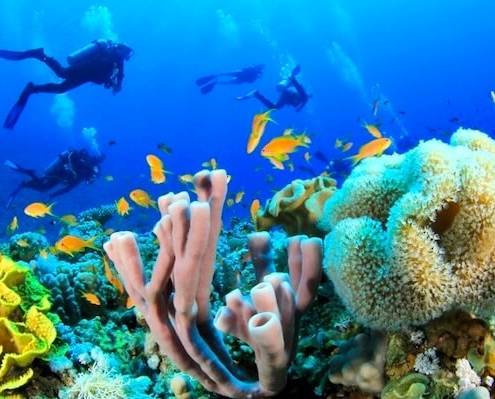 Sharm El Sheikh Diving Package