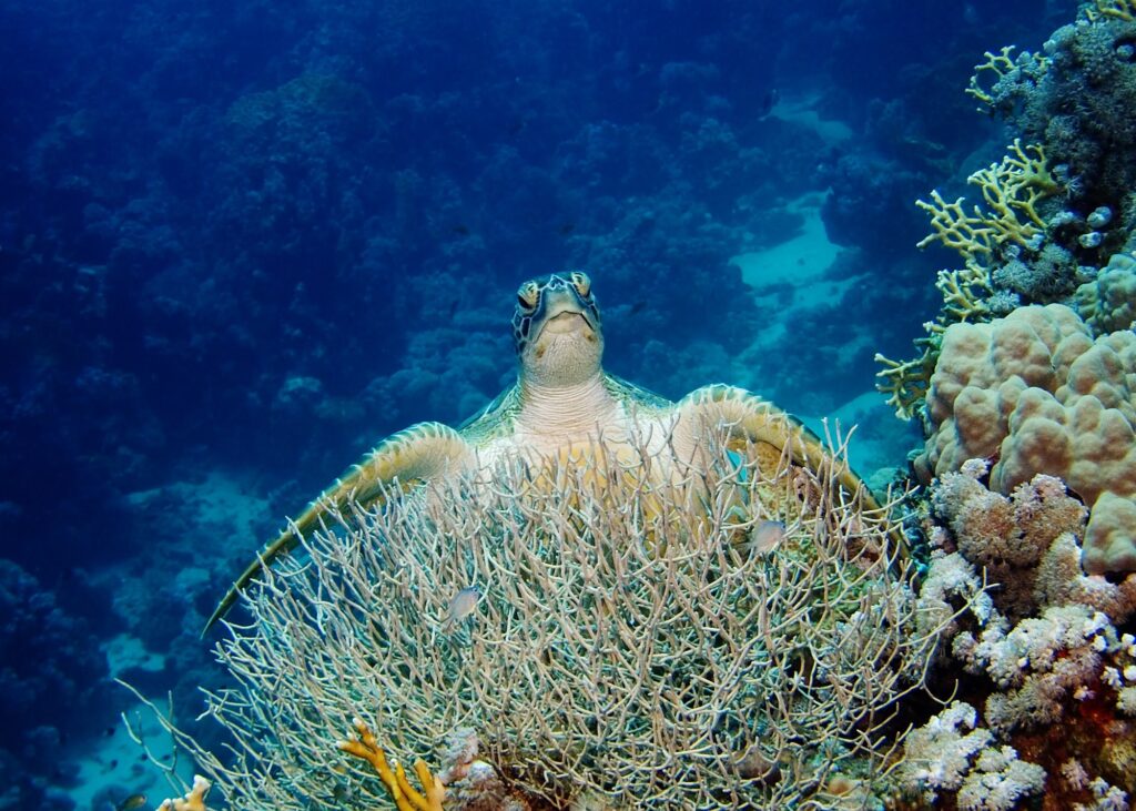 Sea turtle resting on a coral reef in the Red Sea