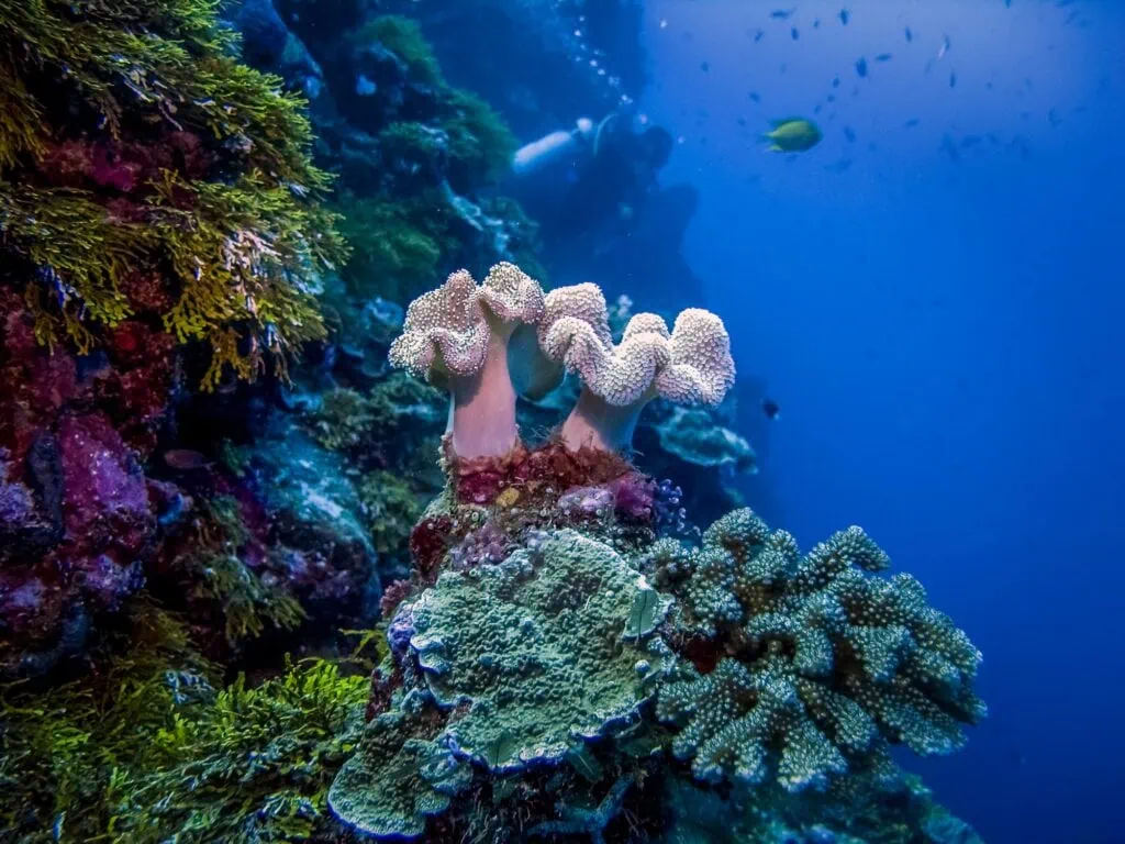 Mushroom-shaped coral polyp in close-up with a diver in the background at Mushroom Coral Reef, Taba