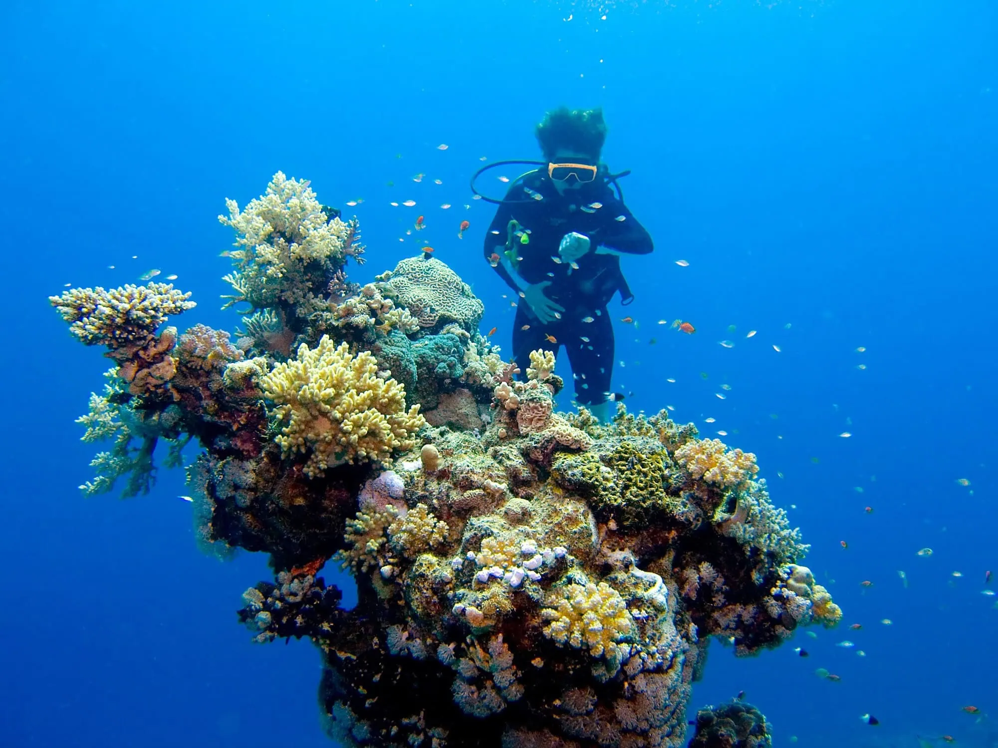 Scuba diver exploring vibrant coral reef with tropical fish in the Red Sea