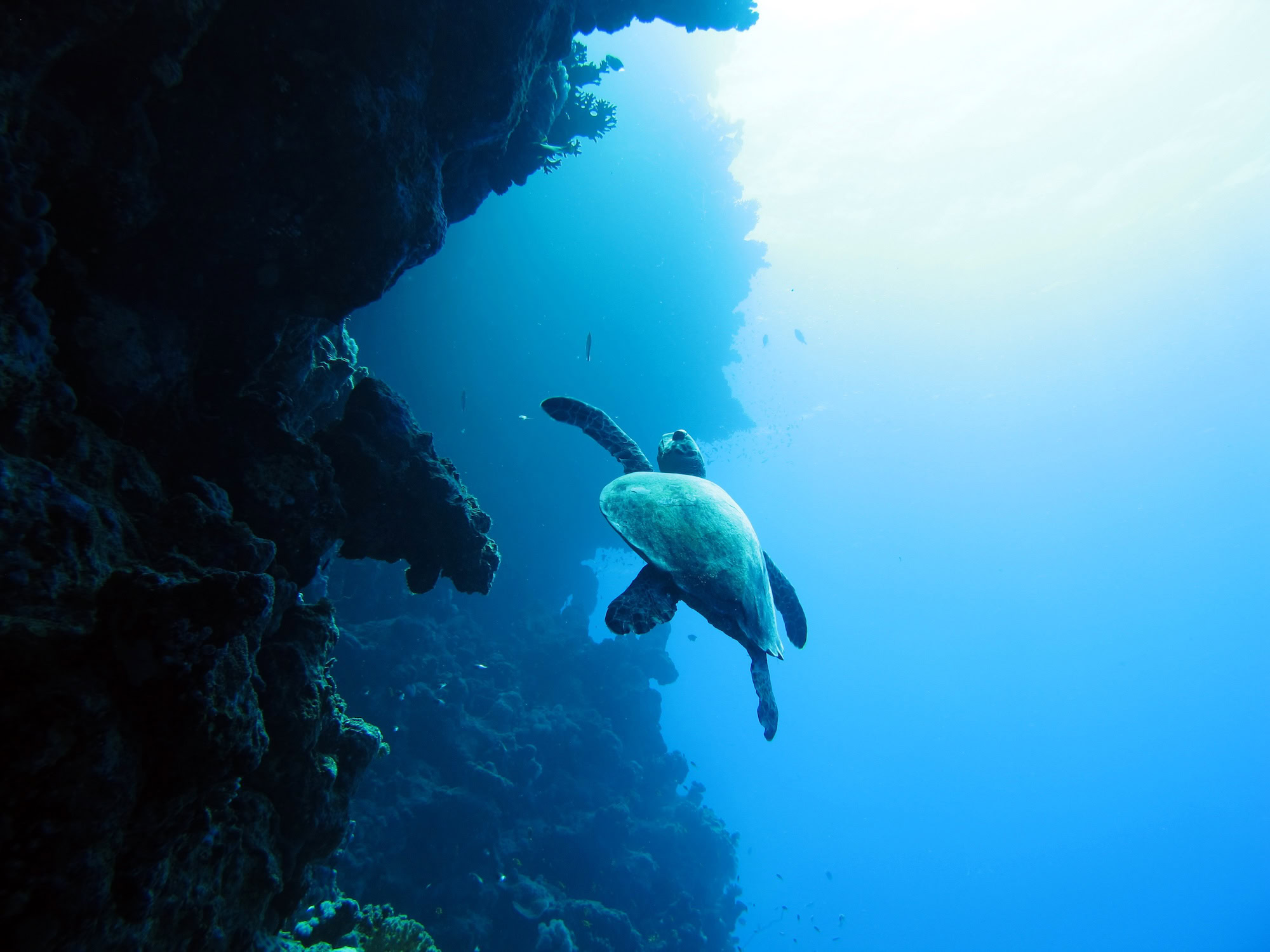 Sea turtle swimming in underwater cave with coral and rock formations