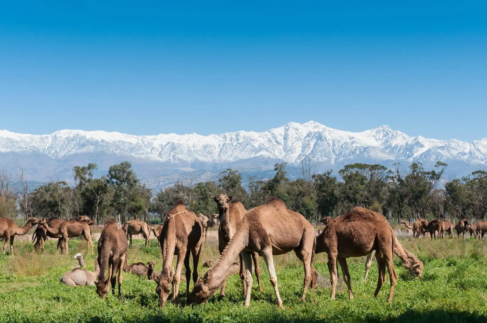 Camels grazing on green grass with snow-capped Atlas Mountains in the background