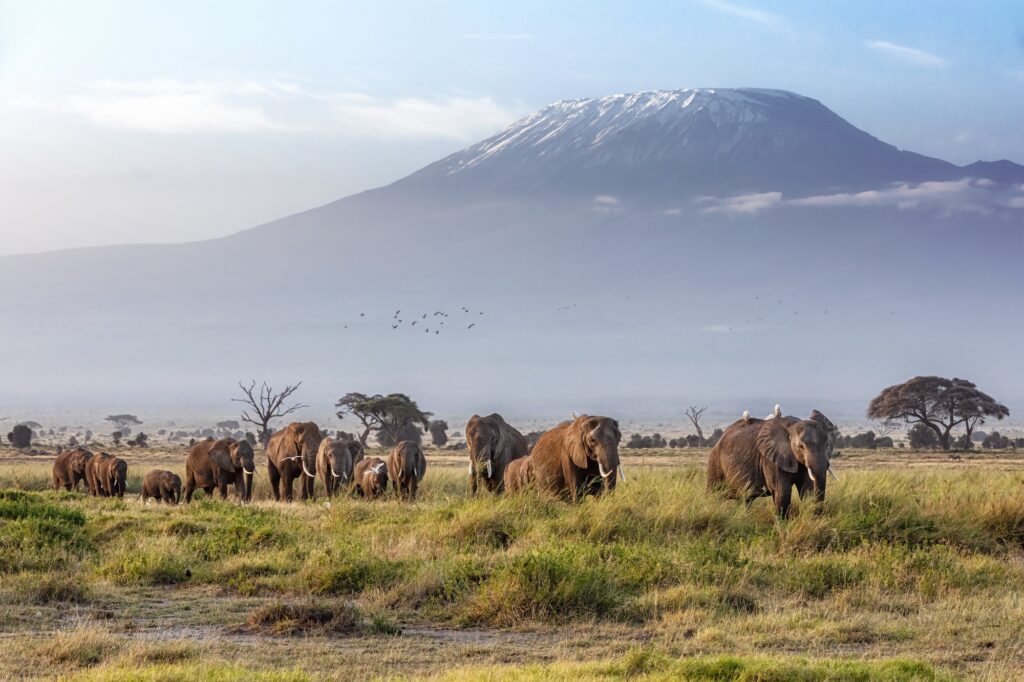 Herd of elephants with Mount Kilimanjaro in the background