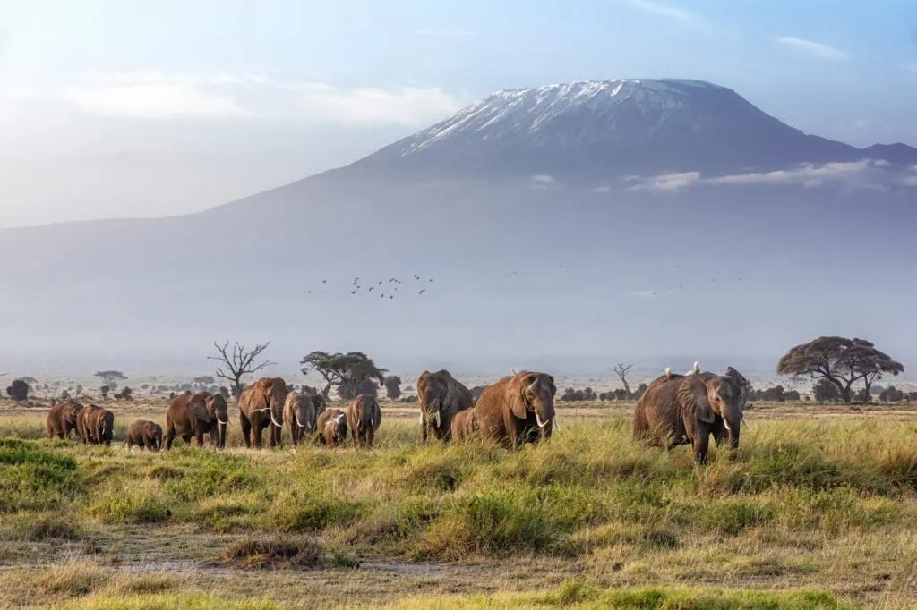 Herd of elephants with Mount Kilimanjaro in the background