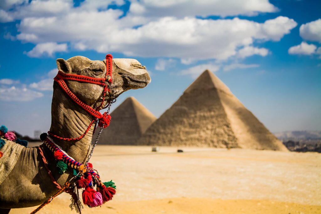 A photo of the Giza Pyramids outside of Cairo Egypt. An iconic image of ancient times and places. Title Camel of Giza