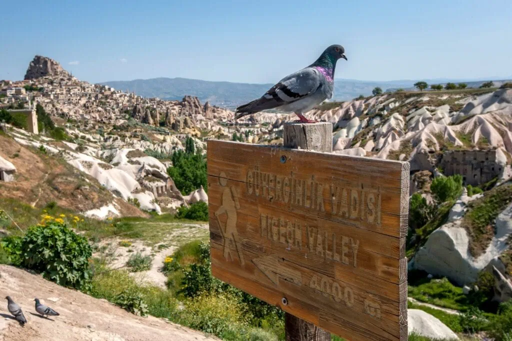 A pigeon sits on a sign post above Pigeon Valley at Uchisar in the Cappadocia region of Turkey