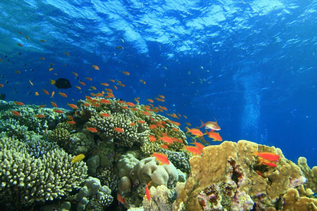 A scene of coral reef in the Red Sea