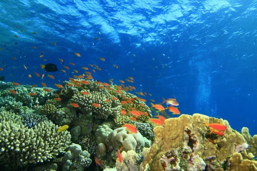Coral reef with diverse hard and soft corals beneath clear Red Sea waters, Sharm el Sheikh