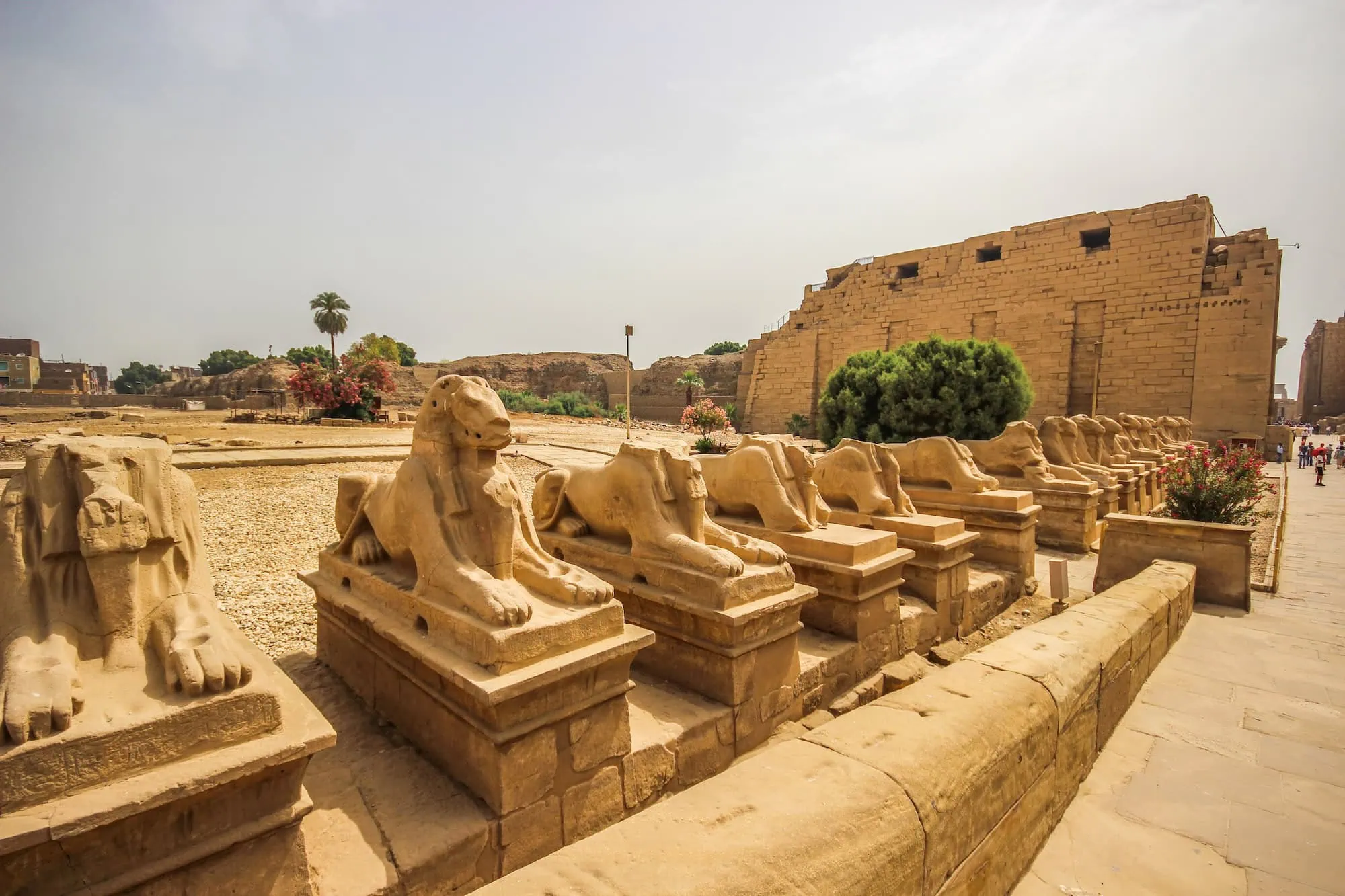 Ancient sphinx statues lining the Avenue of Sphinxes pathway between Luxor and Karnak temples
