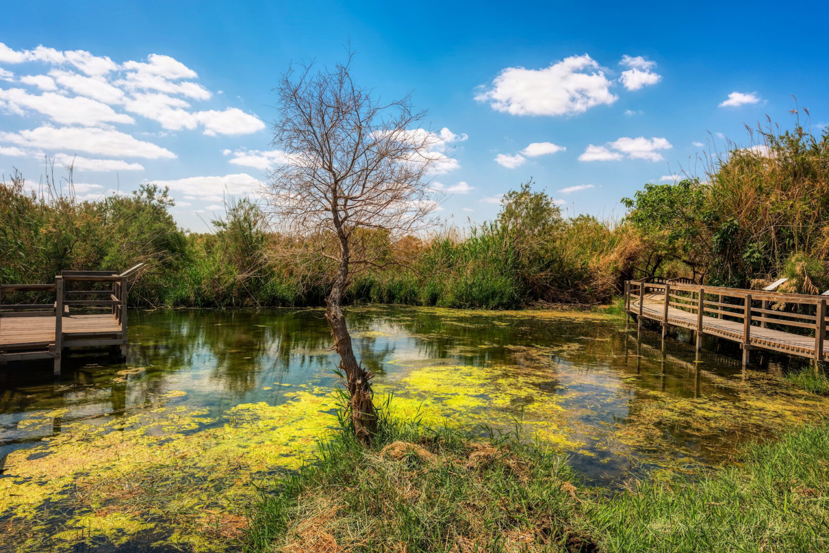 Azraq Wetland Reserve, Jordan [A Story of Demise & Rebirth]