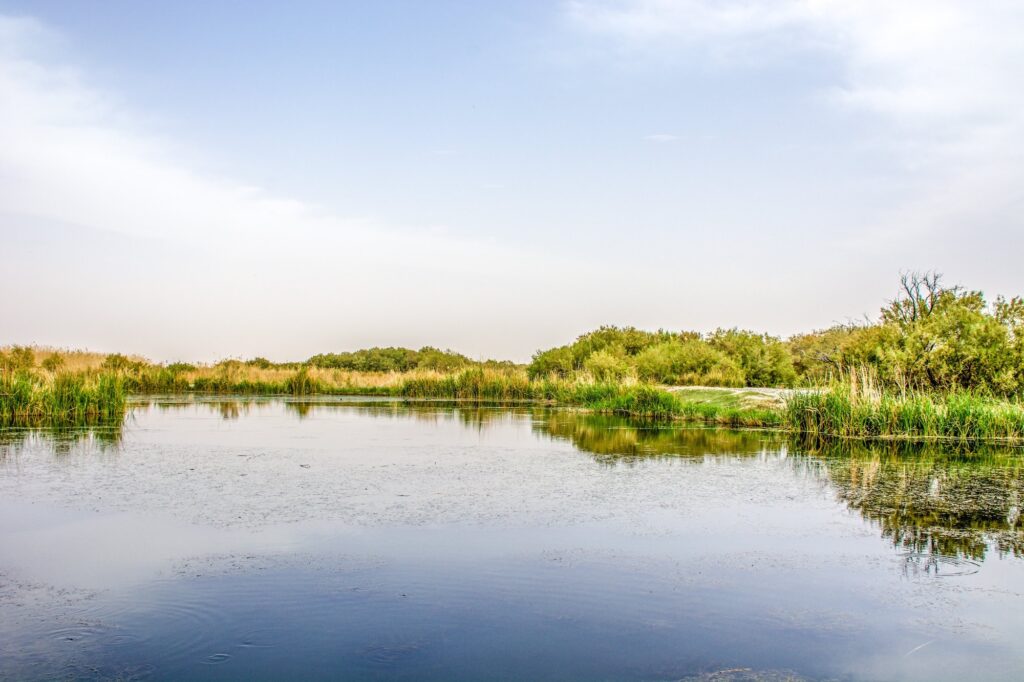 Azraq Wetland Reserve