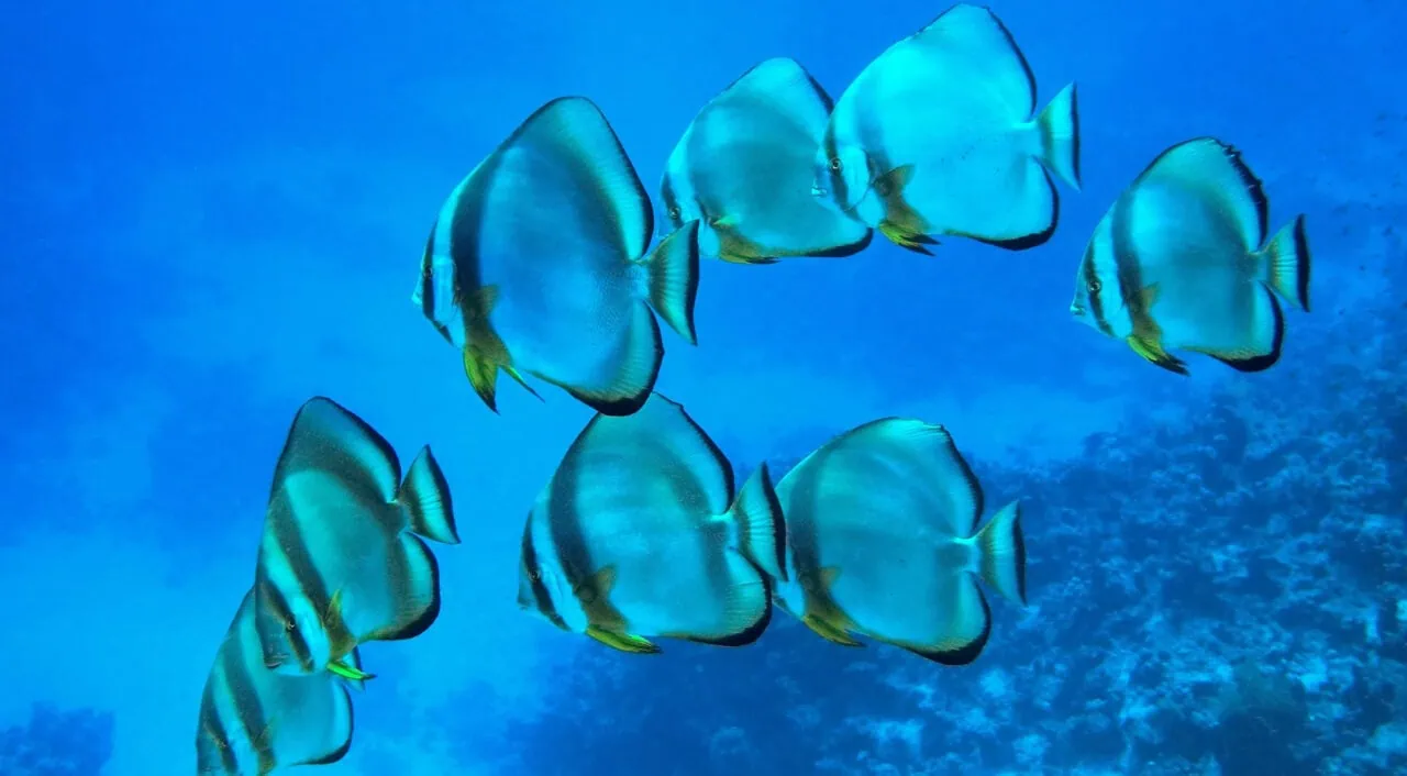 Batfish School In Red Sea.