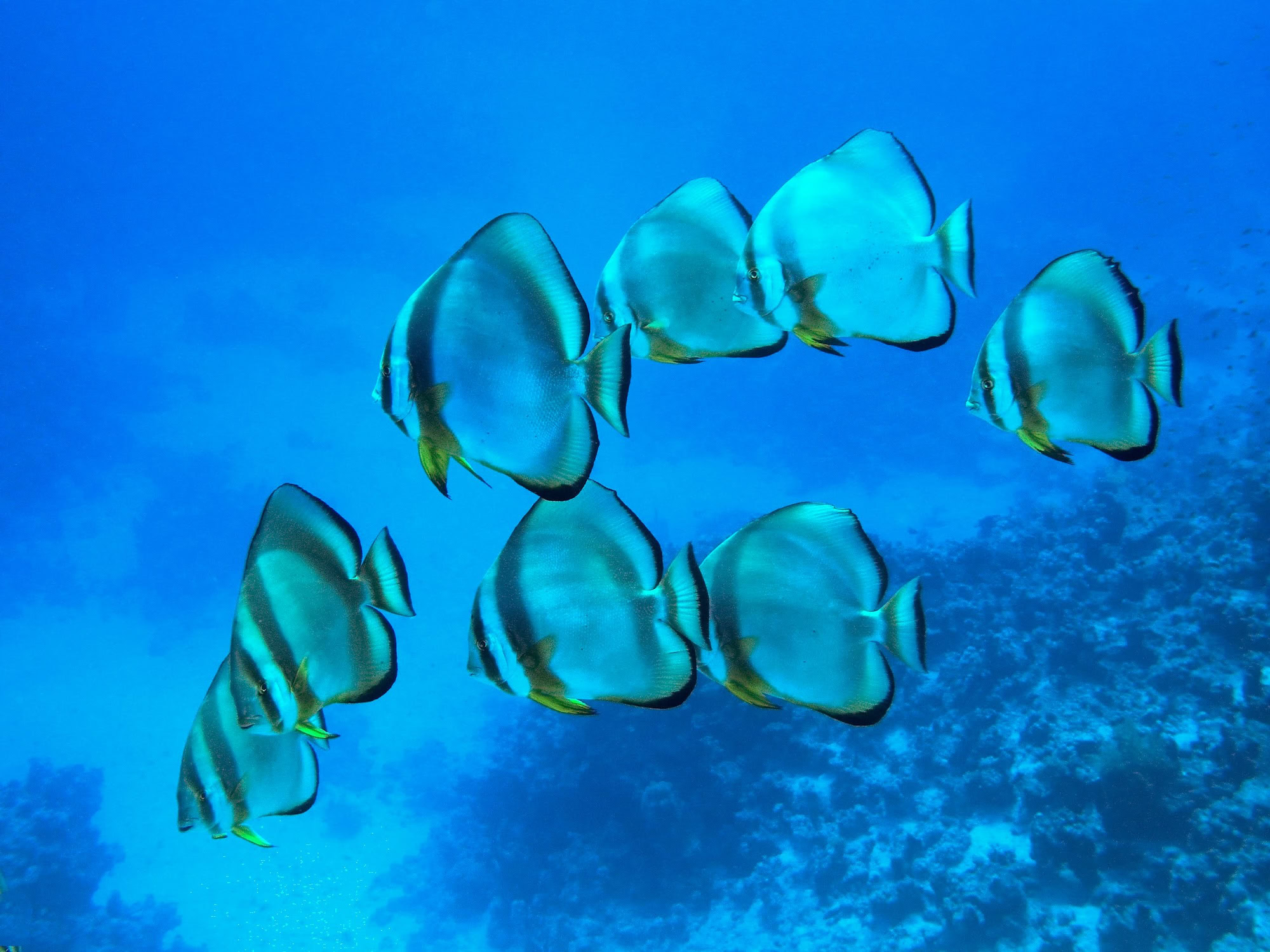 Batfish School In Red Sea.