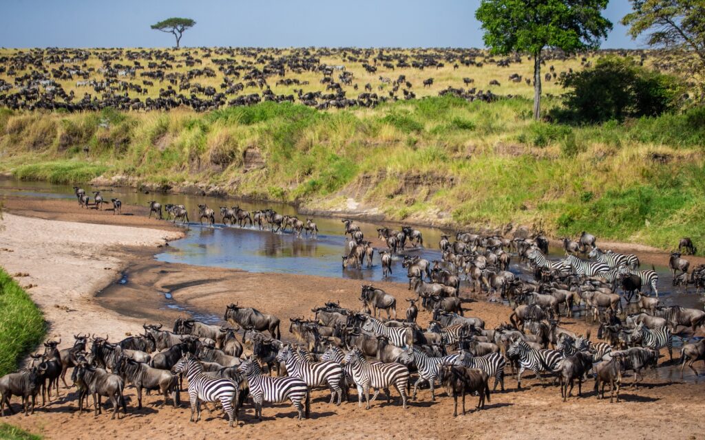 Large herd of wildebeests in Maasai Mara grassland
