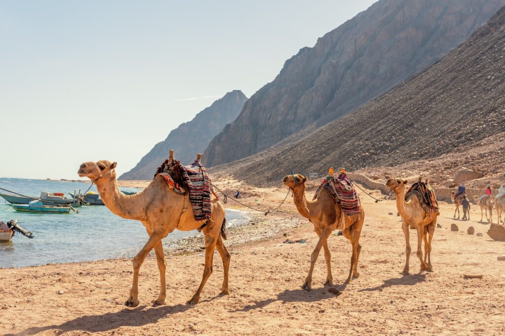 A camelback Bedouin safari ride in Dahab