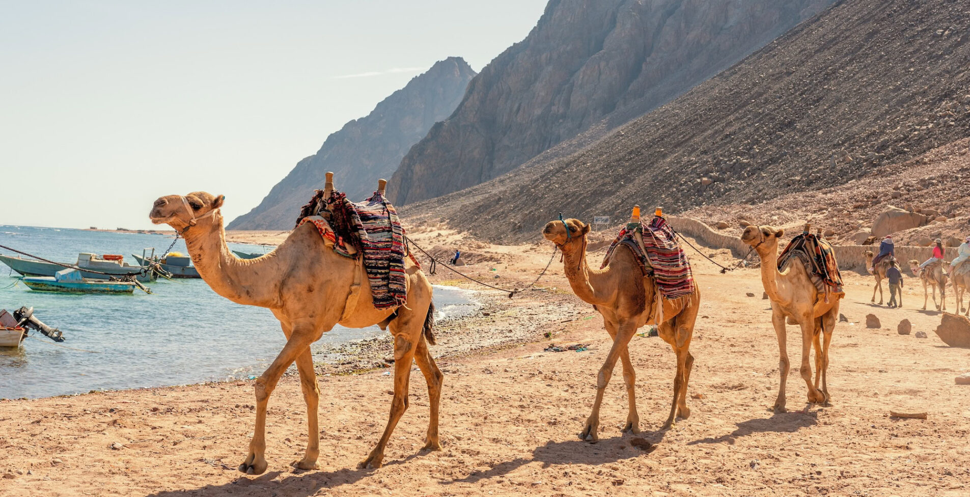 Camel caravan for tourists. A camelback Bedouin safari ride in Dahab. Egypt. 1905x976 crop 49 78