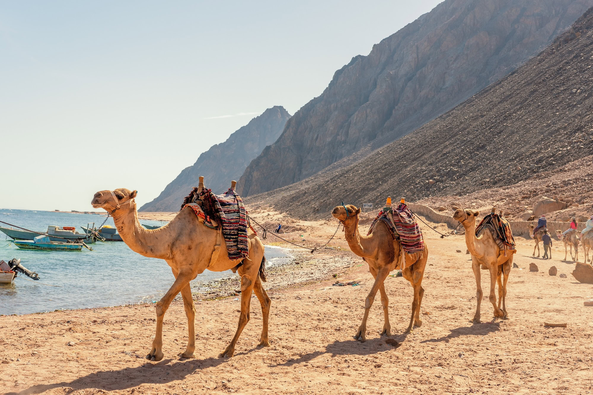 Camel caravan for tourists. A camelback Bedouin safari ride in Dahab. Egypt.