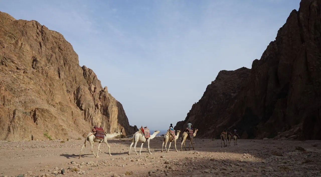 Camel caravan with tourists goes on the road in the vicinity of Malakot Mountain oasis tourist route. Dahab, South Sinai Governorate, Egypt