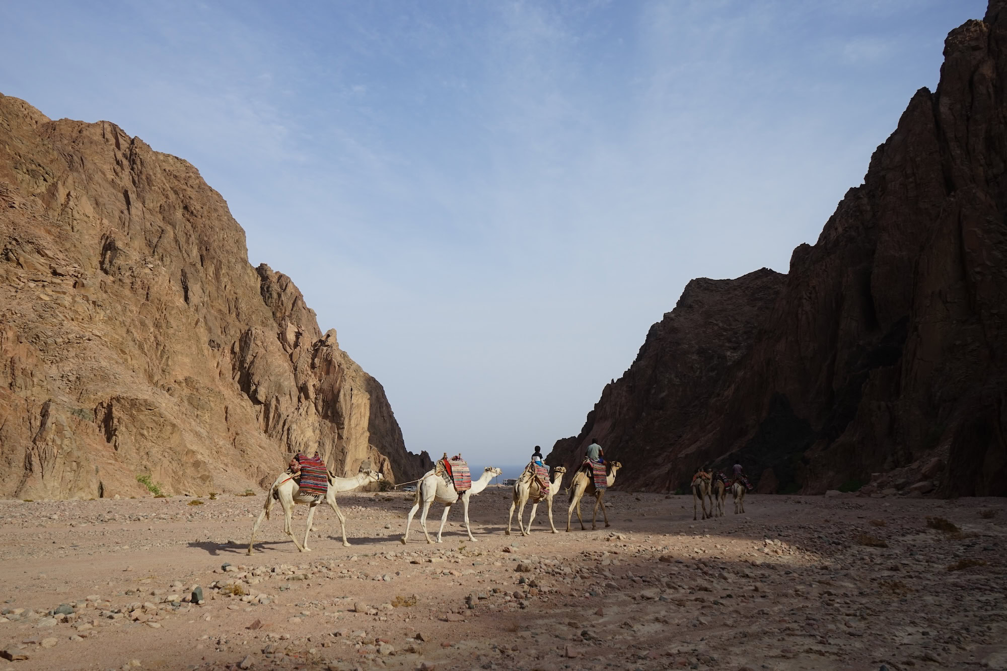 Camel caravan traveling through desert canyon in Sinai Peninsula