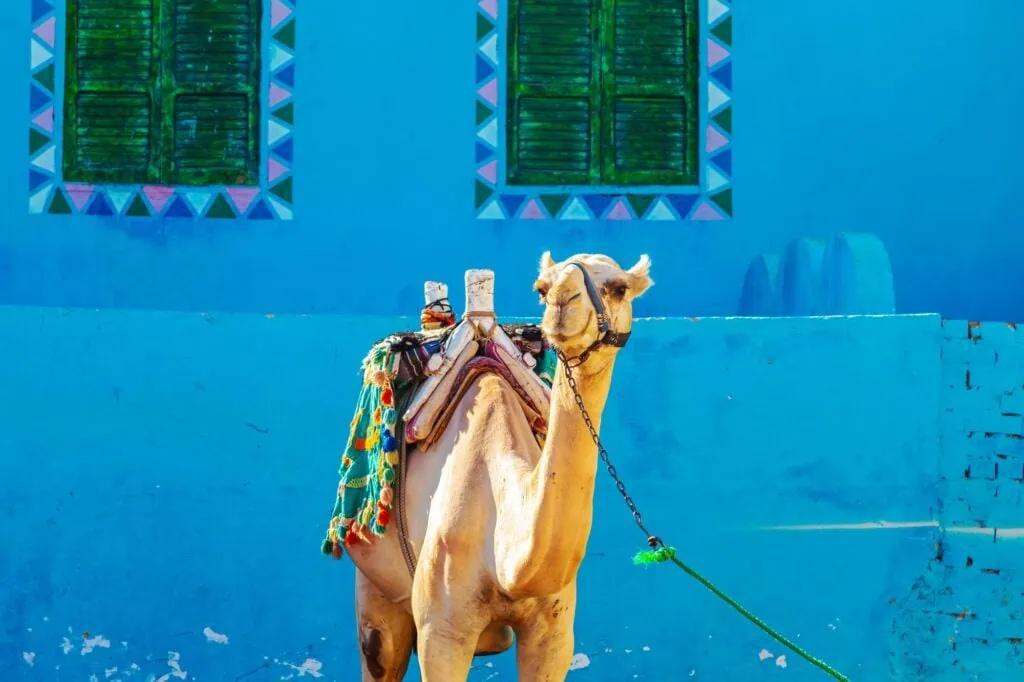 Camel walking along a street in a Nubian village