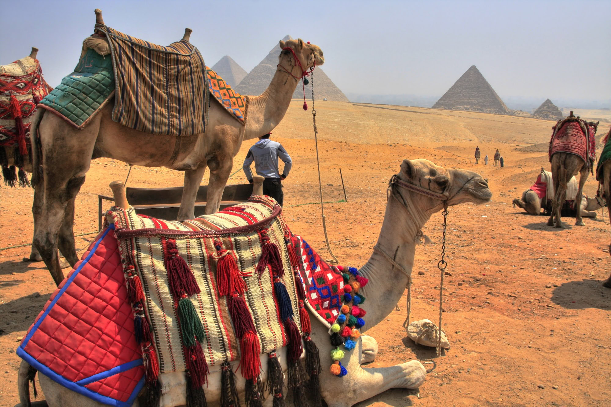 Camels with ornate saddles and colorful harnesses at the Pyramids of Giza