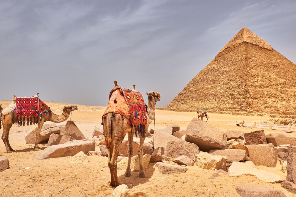 Camels in front of the Pyramid of Khafre, Giza