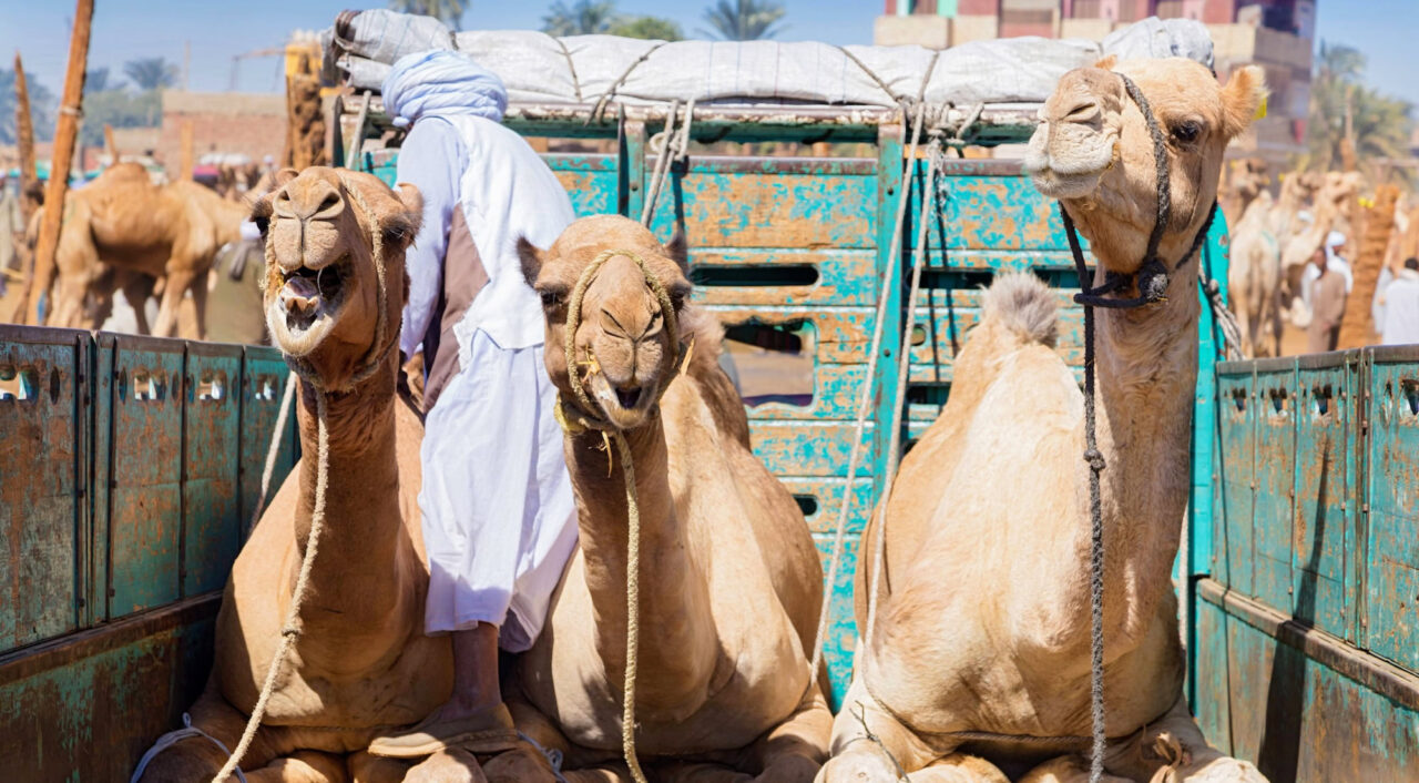 Camels On The Back Of Truck On Camel Market In