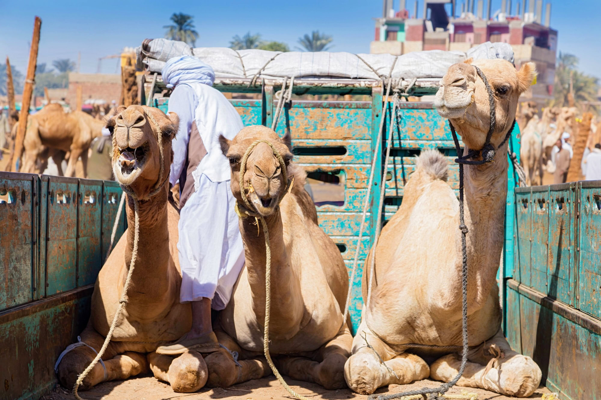 Camels On The Back Of Truck On Camel Market In
