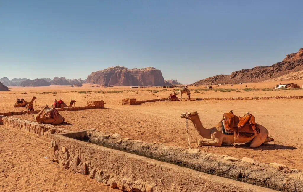 Camels resting at Lawrences spring in Wadi Rum desert Jordan Middle East