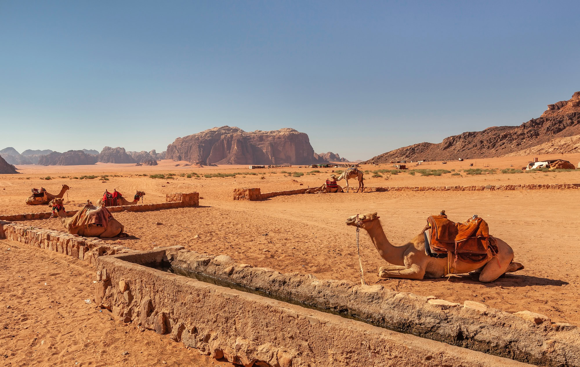 Camels resting in Wadi Rum desert with dramatic sandstone cliffs and ancient stone ruins