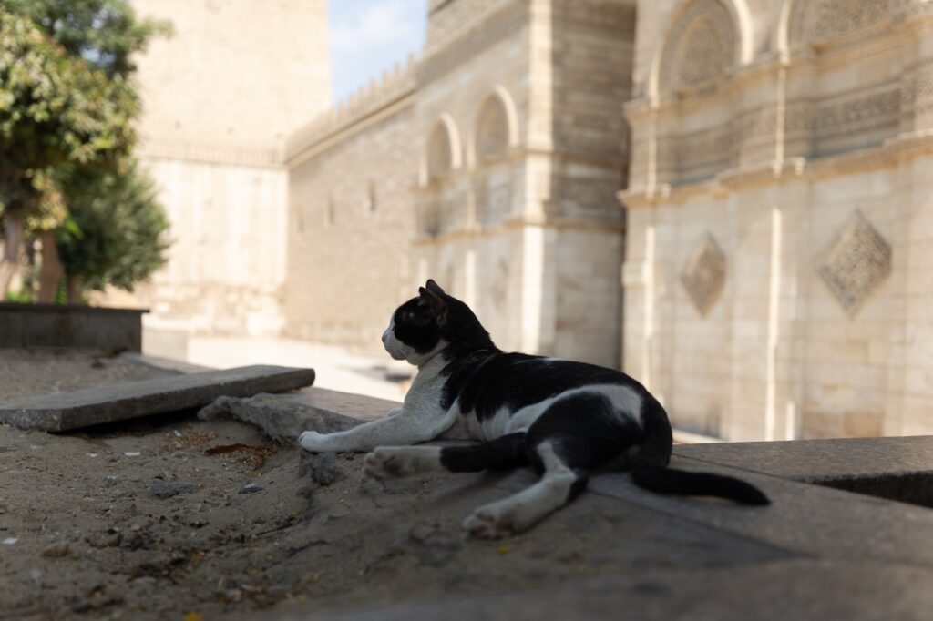 Cat in front of Al Hakim Mosque