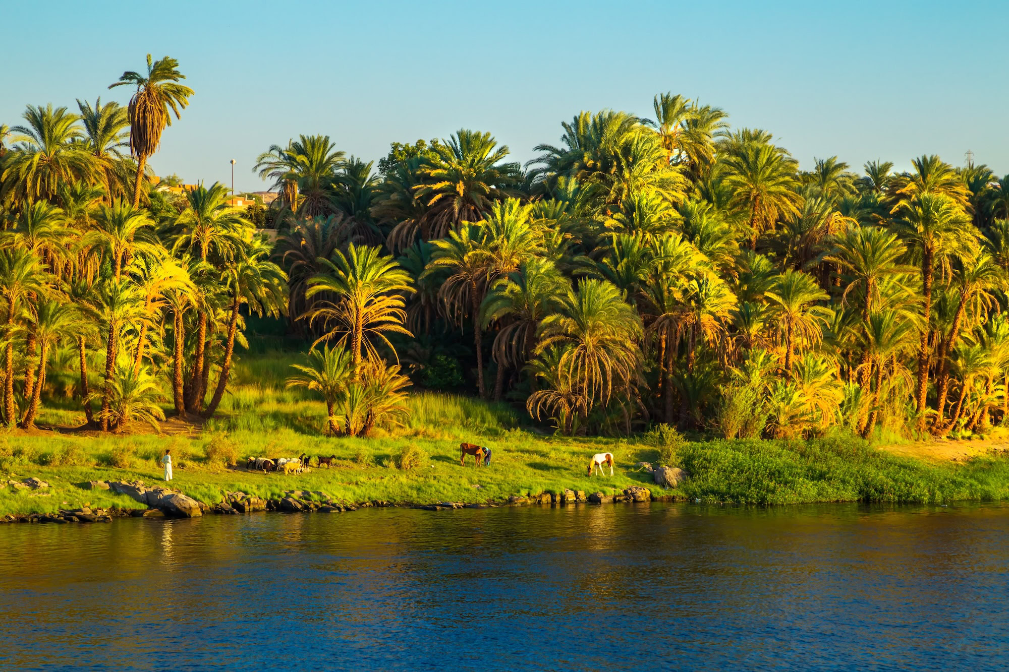 Cattle grazing near the flowing Nile River with palm trees and green vegetation