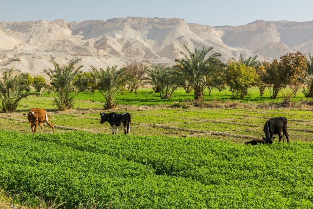 Cows in Dakhla oasis, Egypt