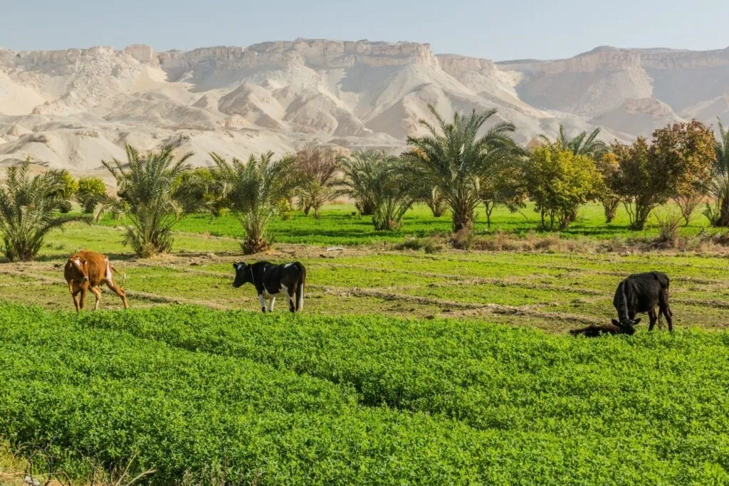 Cows grazing on cultivated farmland with palm trees in the desert landscape of Dakhla Oasis, Dakhla Oasis