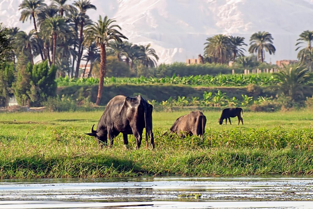Cows on the Nile riverbank showing traditional rural daily life