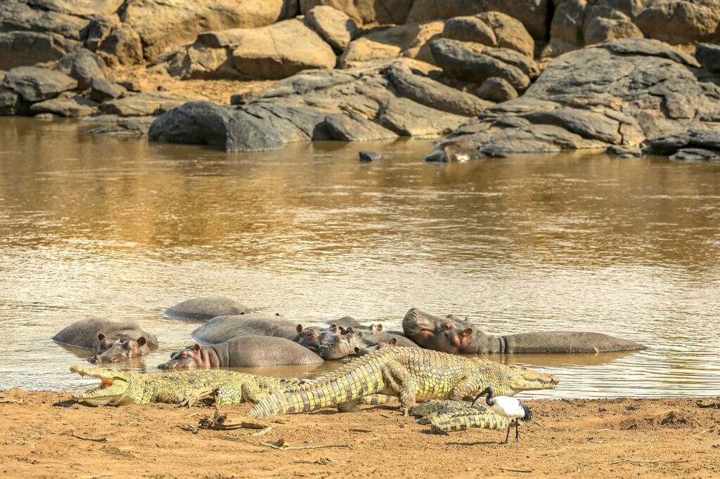 Mara River with crocodiles and hippos along the riverbank, Maasai Mara