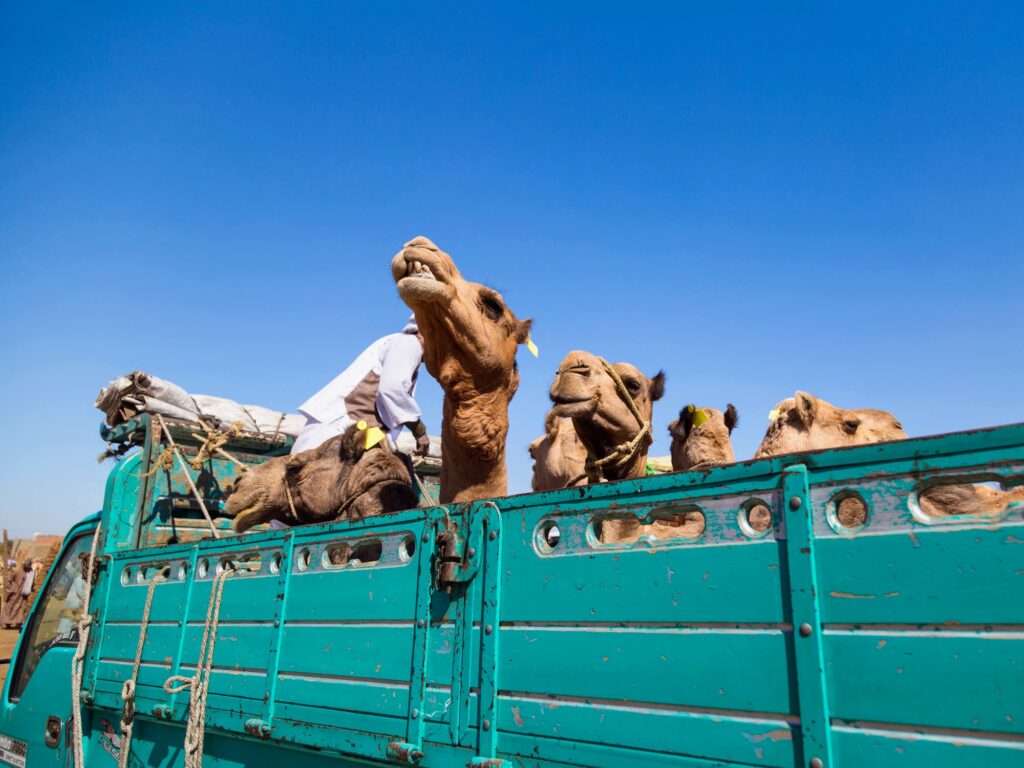 Camels tied on the back of an open transport truck