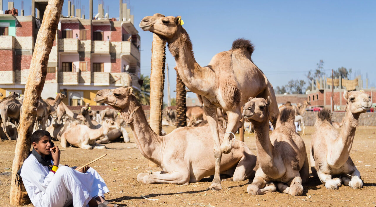 Daraw Egypt - February 6 2016: Young Local Camel Salesman