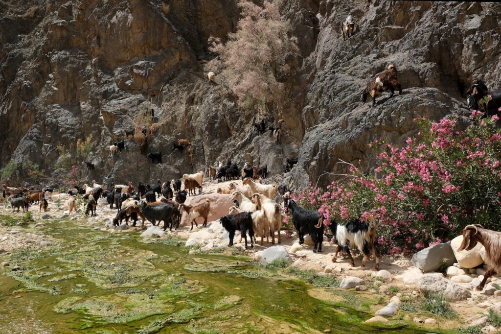 Dana Biosphere Reserve