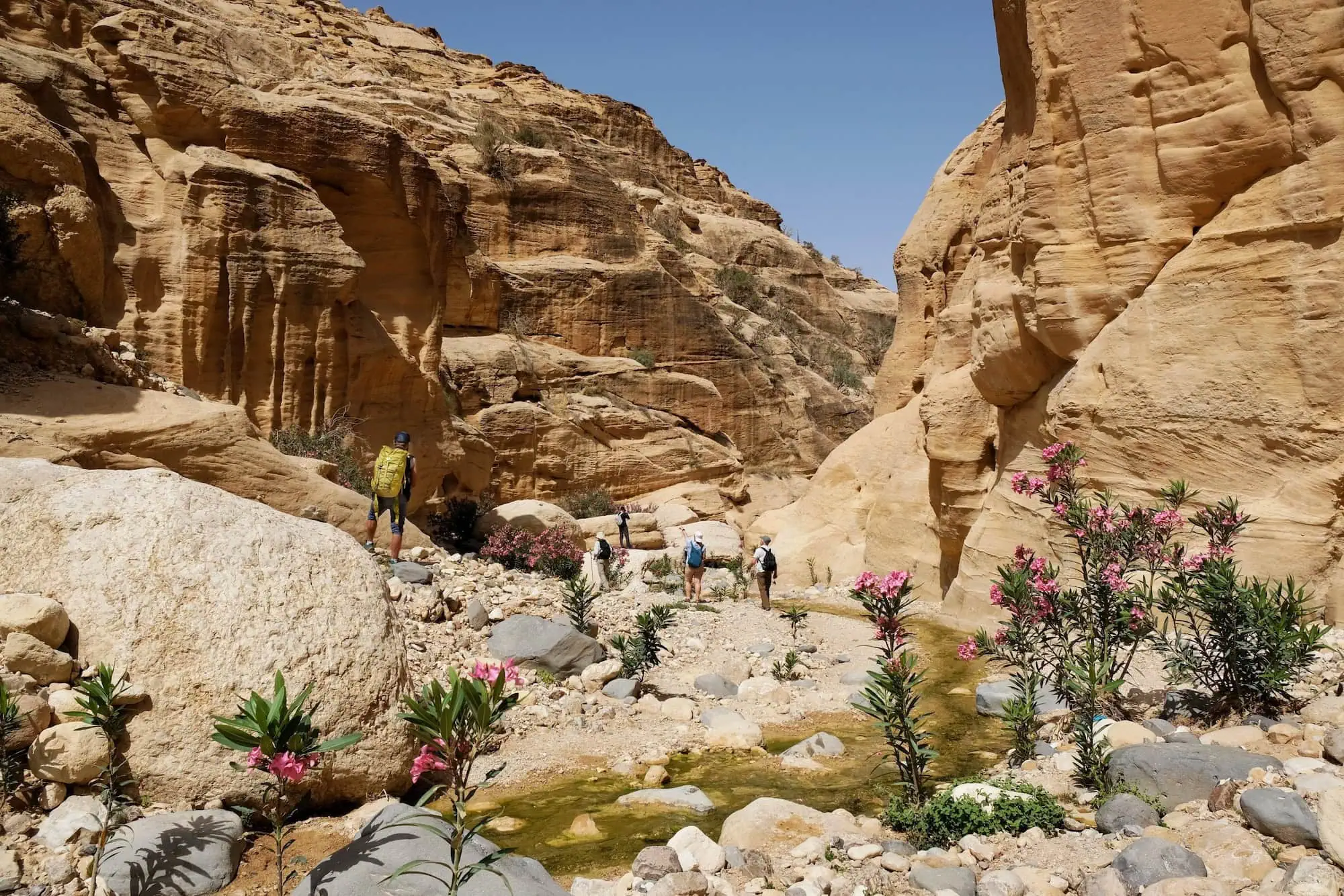 Dramatic desert canyon landscape in Dana Biosphere Reserve, Jordan with golden sandstone formations