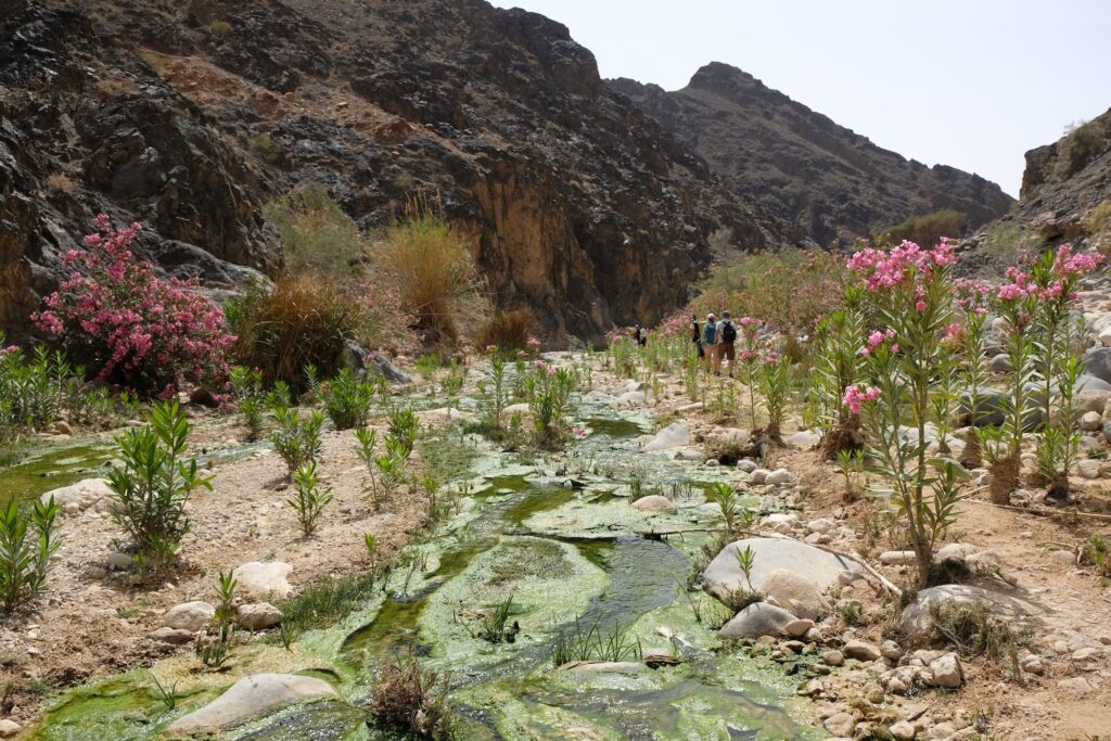 Dana Biosphere Reserve in Jordan. Amazing scenery in Wadi Ghuweir Canyon with river. Silhouette of hiking people on trail.Blooming oleander bushes